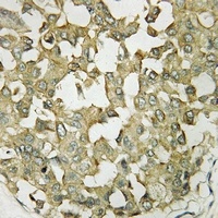 APLNR antibody