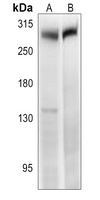CD246 Rabbit Polyclonal Antibody