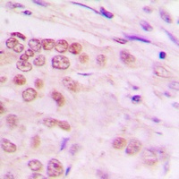 Anti-ALX3 Antibody