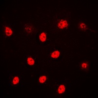 ALX3 antibody