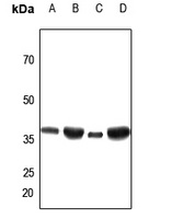 ANT3 Antibody