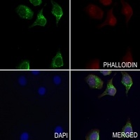 ANT3 Antibody