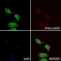 APBA2 antibody