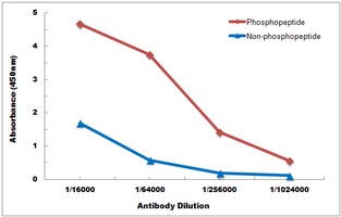 Anti-Beta Amyloid (Phospho-T743) Antibody