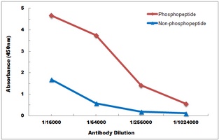 APP antibody