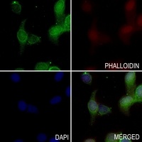 Aquaporin 1 antibody