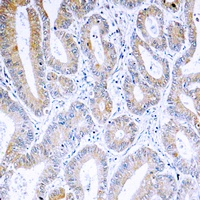 ARF4 antibody