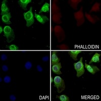 Anti-ARF4 Antibody