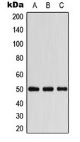 Beta-arrestin-1 Rabbit Polyclonal Antibody