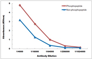 Anti-ATF4 (Phospho-S245) Antibody