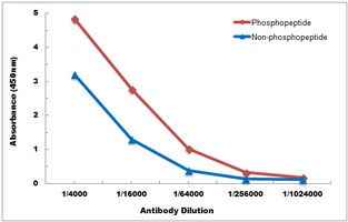 ATF4 antibody