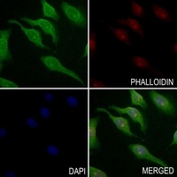 BARD1 antibody