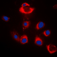 Anti-BAX Antibody