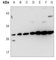 BCLW Antibody