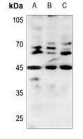 BMP8B Antibody