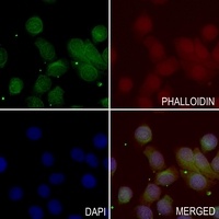 Anti-BMP8B Antibody