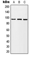 B-RAF Rabbit Polyclonal Antibody