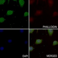 CD147 antibody