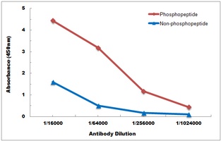 Anti-BTK (Phospho-Y223) Antibody