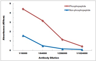 BTK antibody