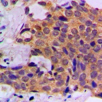 Anti-Caspase 1 Antibody