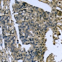 CASP4 antibody