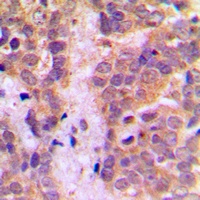 Anti-Caspase 9 Antibody