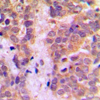 Caspase 9 antibody