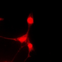 Anti-Caspase 9 Antibody