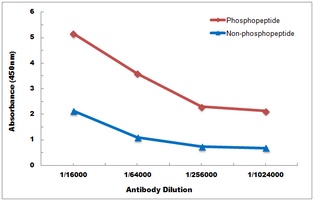 Anti-Catalase (Phospho-Y386) Antibody