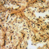 Anti-Caveolin 1 (Phospho-Y14) Antibody