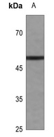 Cyclin E1 Rabbit Polyclonal Antibody