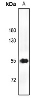 CD44 Antibody