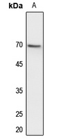CDC25B Antibody