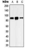Cadherin 8 Rabbit Polyclonal Antibody