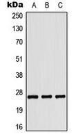 Tumstatin Antibody