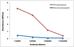Anti-TPL2 (Phospho-T290) Antibody