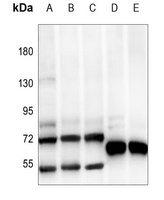 ATF2 Antibody