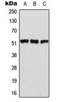 ATF2 (Phospho-T69) Antibody
