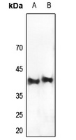 CRK Antibody