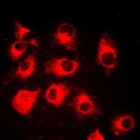CRK Antibody