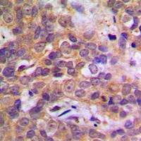p38 Antibody