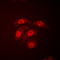 p38 Antibody