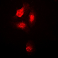 MAPK14 antibody