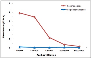 Anti-p38 (Phospho-T180) Antibody
