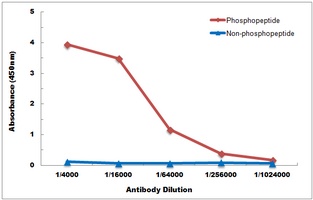 MAPK14 antibody