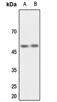 CSK Antibody