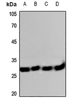 Cathepsin G Rabbit Polyclonal Antibody