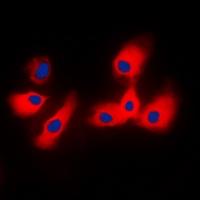 CYP2A6 antibody