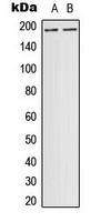 DCC Antibody